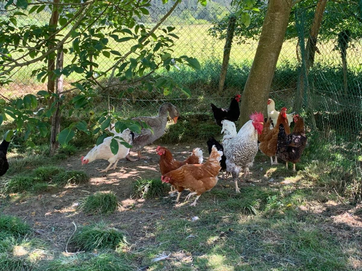 Agroturismo Urresti Gautegiz Arteaga Buitenkant foto